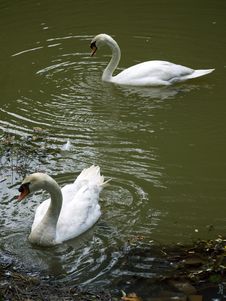 Nestling Swans Stock Images