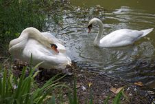 Nestling Swans Royalty Free Stock Photo