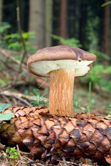Mushroom In The Forest Royalty Free Stock Image Mushroom In The Forest Royalty Free Stock Image