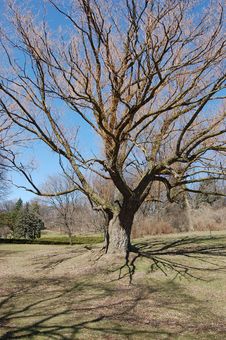 Old Bare Tree Royalty Free Stock Images Old Bare Tree Royalty Free Stock Images