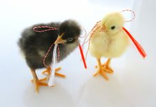 Two Little Chickens For Spring Holidays Royalty Free Stock Image Two Little Chickens For Spring Holidays Royalty Free Stock Image