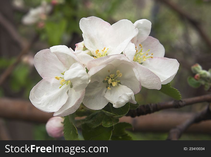 Flowering Apple-tree