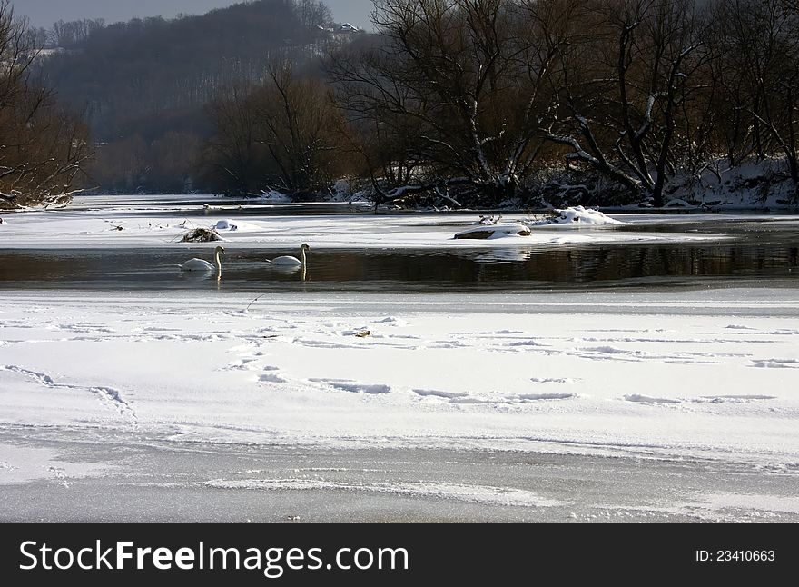 Swans in the frozen river.