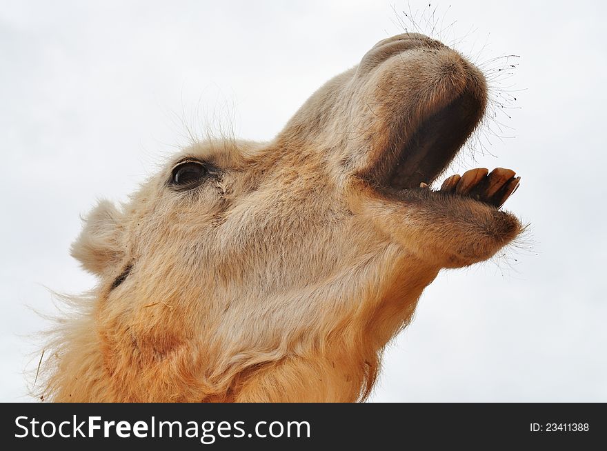 Profile of camel with open mouth braying. Profile of camel with open mouth braying