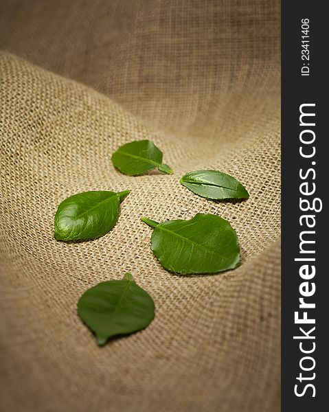 Green citrus leaves on burlap background