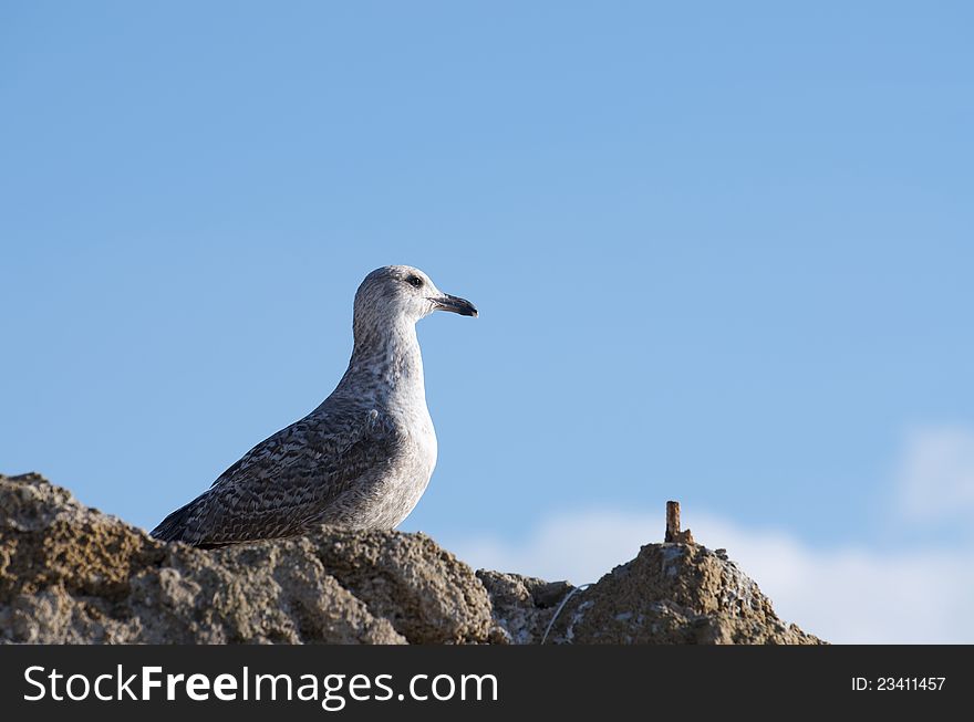 Close up of a seagull with blue sky