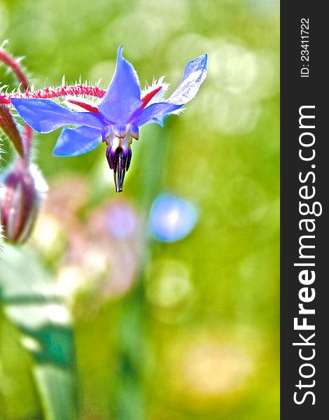 Detail of a flower of Borage (Borago officinalis). Detail of a flower of Borage (Borago officinalis)