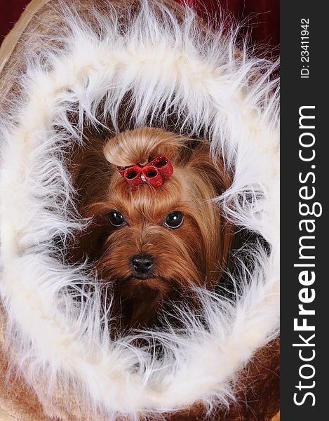 Yorkshire terrier in a white fur soft pet house. Yorkshire terrier in a white fur soft pet house