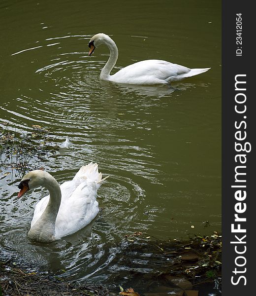 Swans looking for a proper nestling spot by the lake. Swans looking for a proper nestling spot by the lake