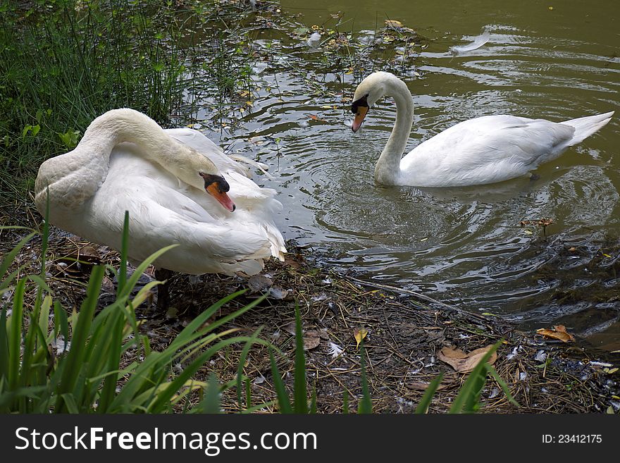 Swans disembarking on their nestling spot by the lake. Swans disembarking on their nestling spot by the lake