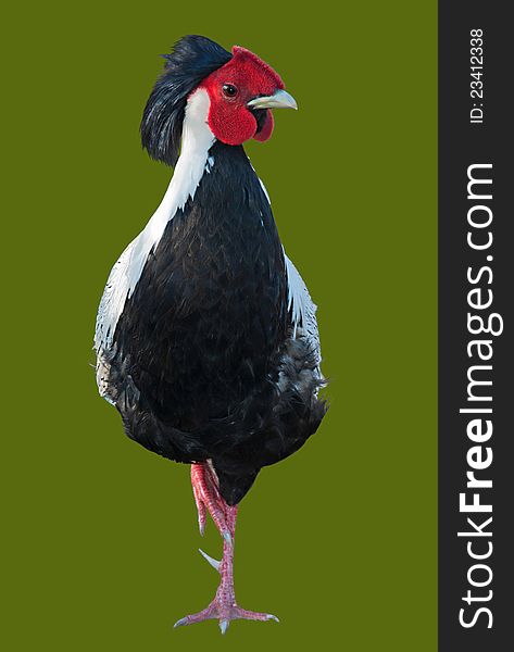 Silver pheasant staying on one leg isolated on green