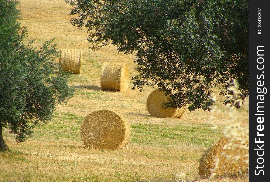 Sloping field with haystacks, the rural landscape. Sloping field with haystacks, the rural landscape