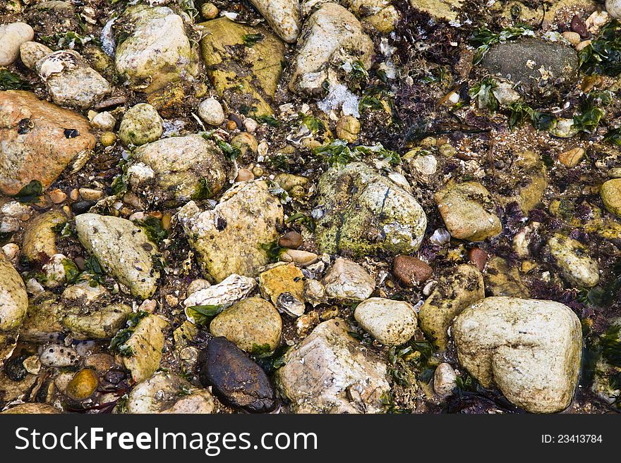 The texture of pebbles, seaweeds, and shells on a beach. The texture of pebbles, seaweeds, and shells on a beach