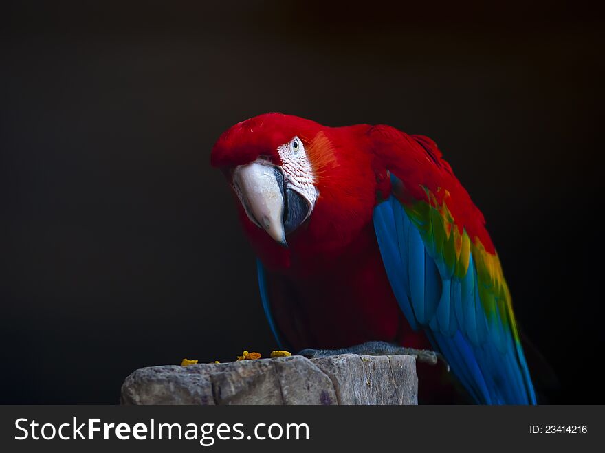 Macaw Parrot sat on a perch