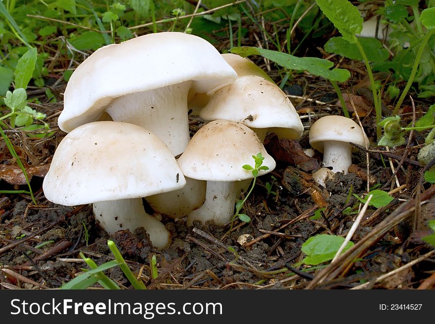 Mushroom In The Forest