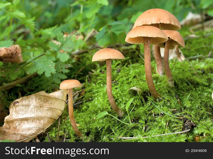 Mushroom in the natural environment. Mushroom in the natural environment