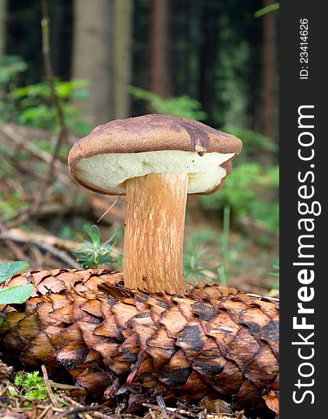 Mushroom in the natural environment. Mushroom in the natural environment