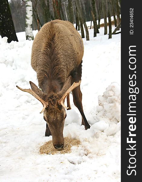 Deer eating grain in snowy place