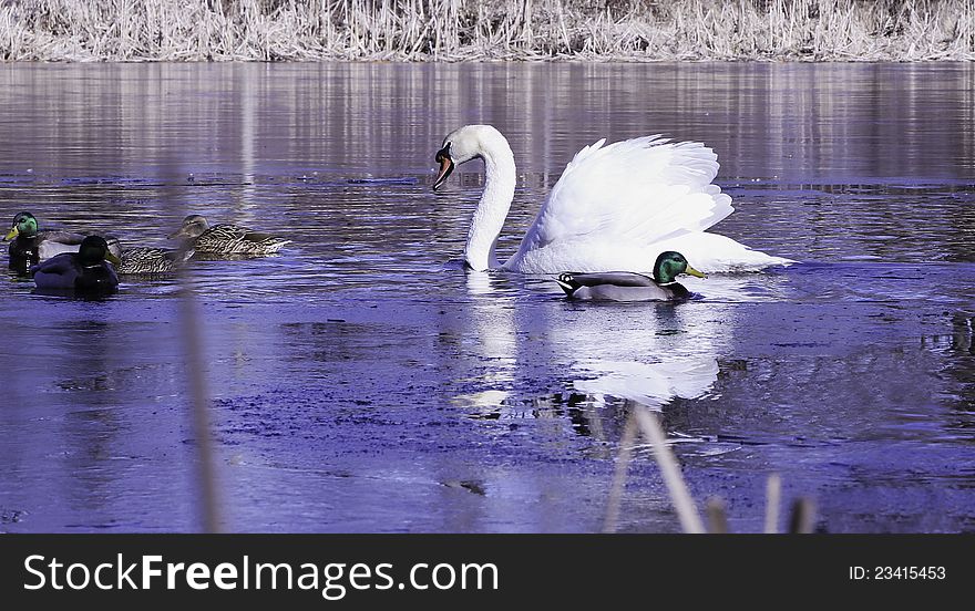 Swan and Mallard Drakes at the icy pond in the spring.