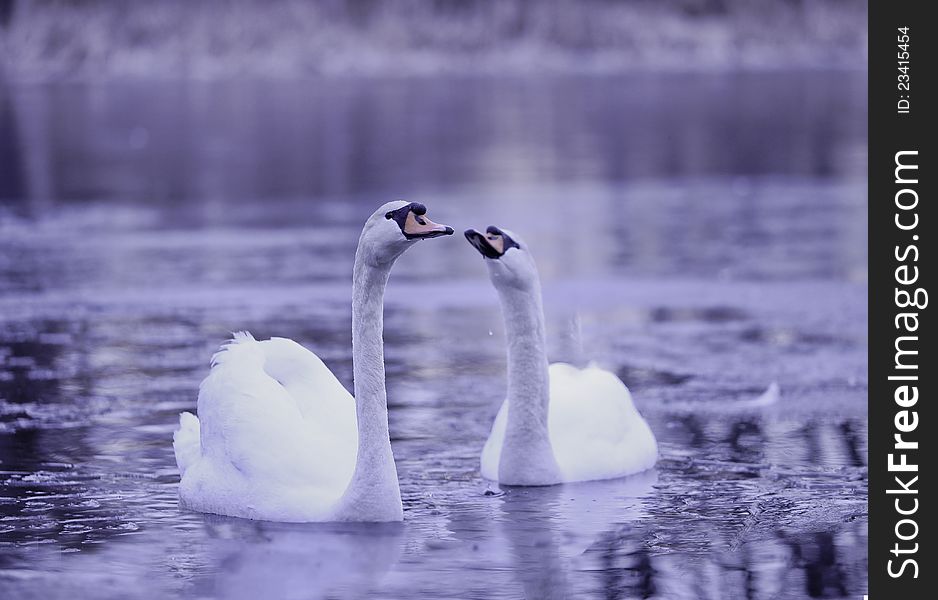 Two swans at the icy pond in the spring morning.