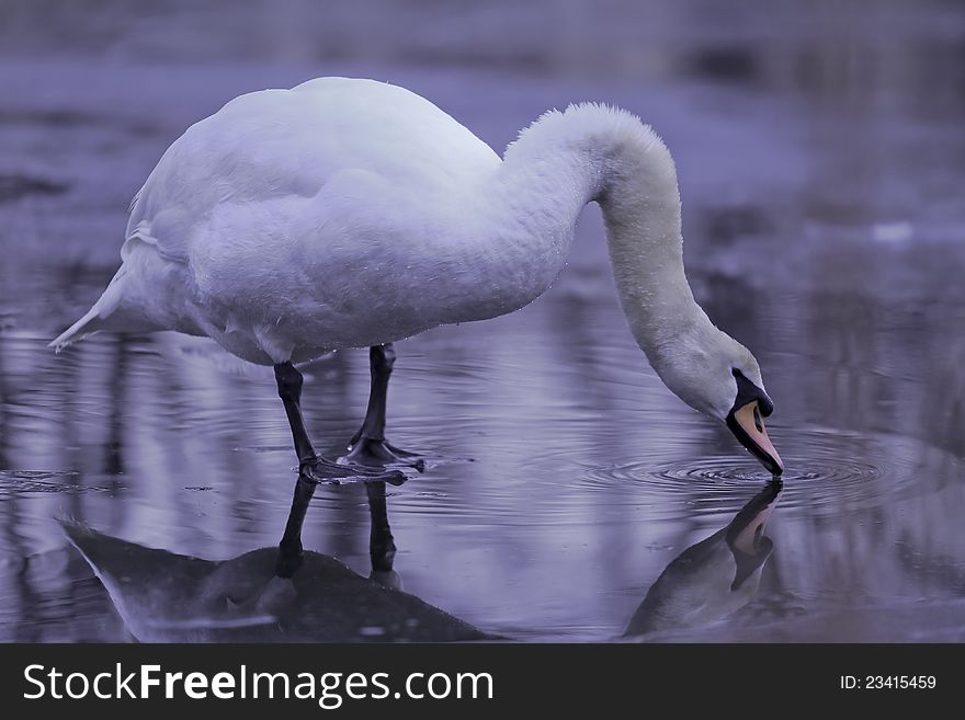 A swan at the icy pond in the spring morning.