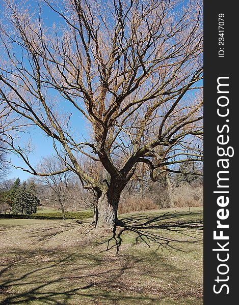 Old bare tree on bright blue sky background