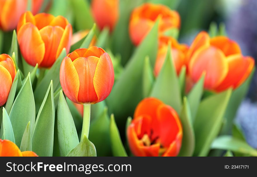 Colorful, Beautiful spring tulip flowers