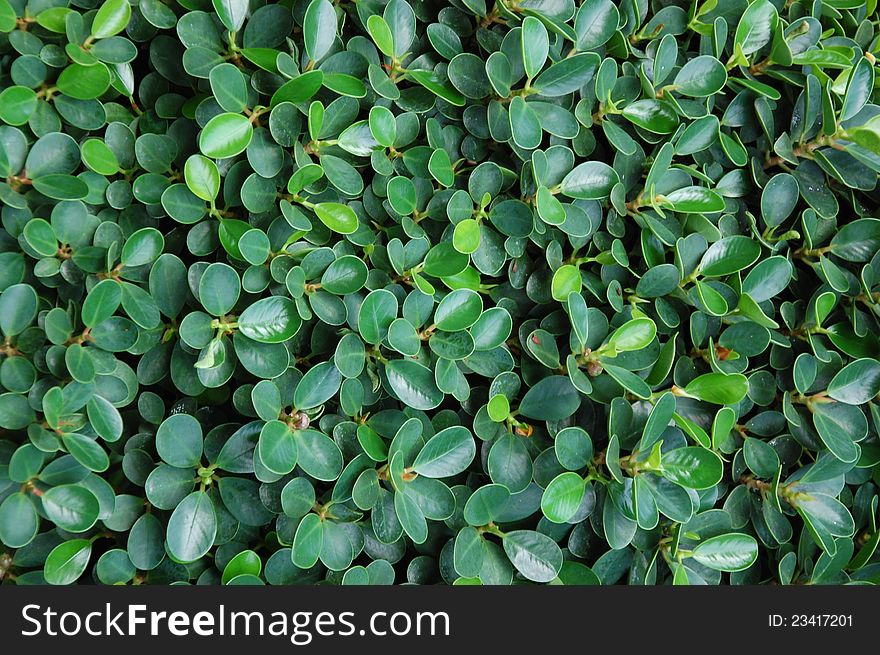 Green Plant  Wall