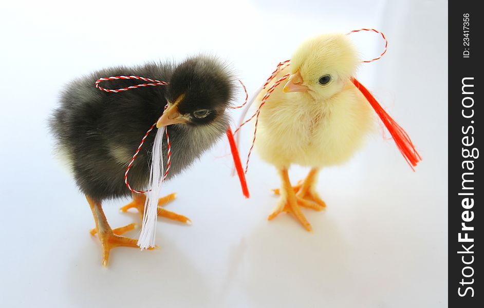 Two little chickens isolated white for present. Two little chickens isolated white for present