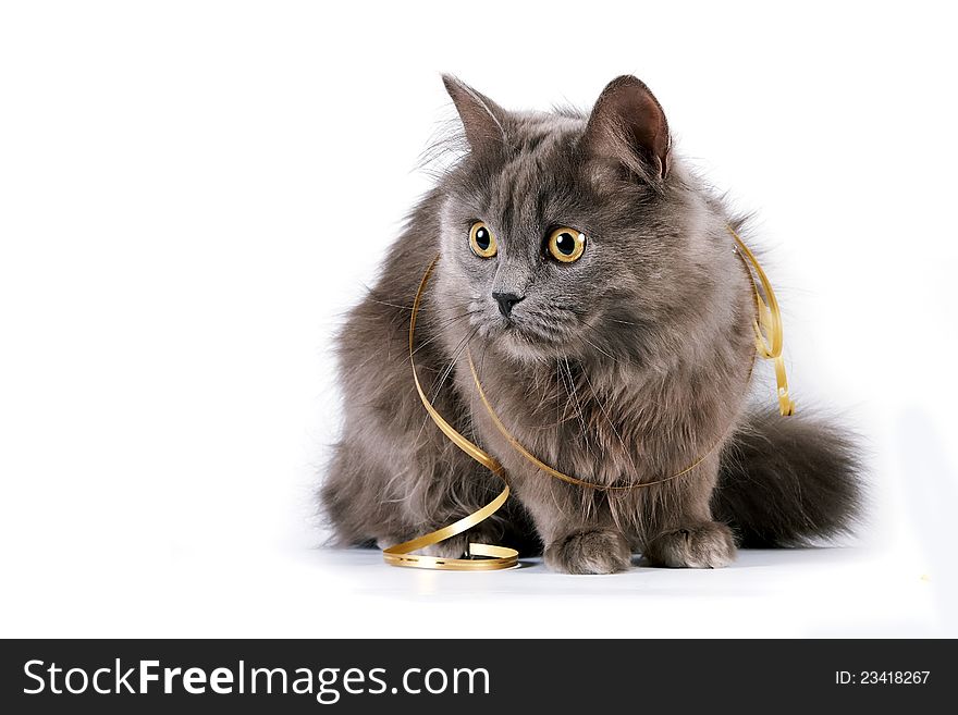 Gray cat with yellow eyes and a gold ribbon