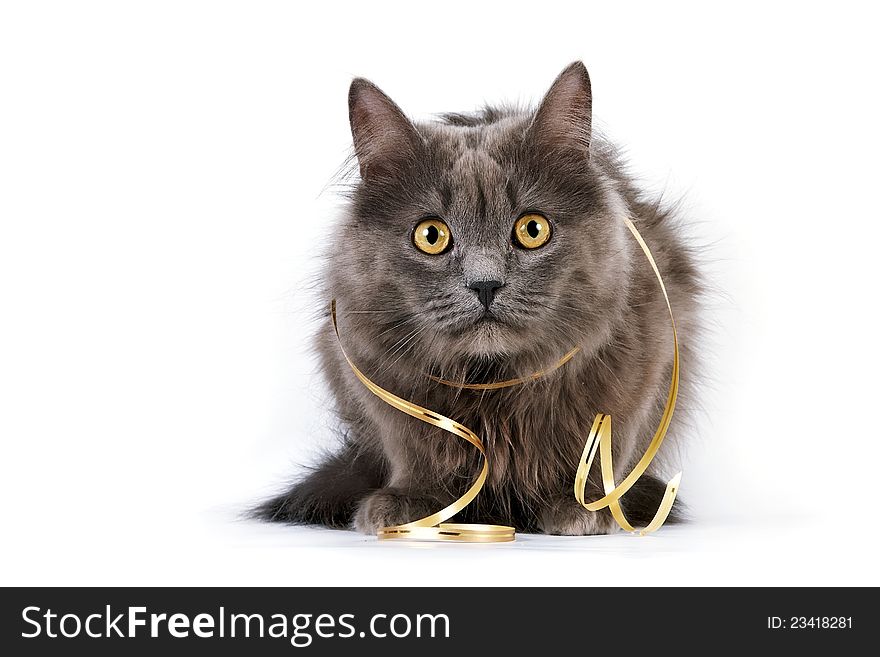 Gray cat with yellow eyes on a white background