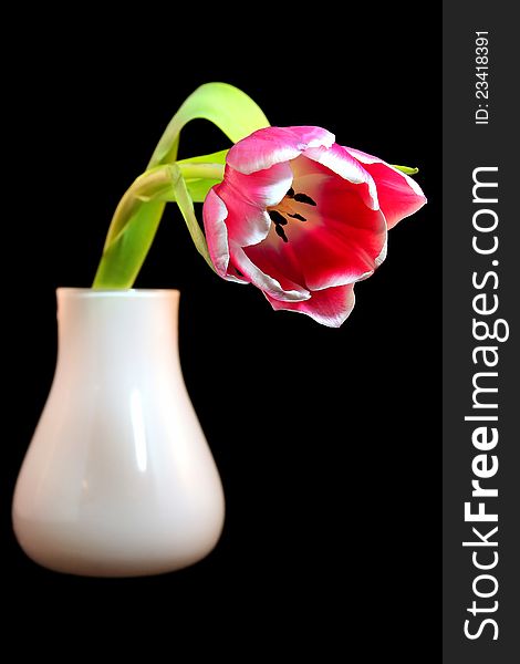 A nice tulip flower isolated in a vase with black background. A nice tulip flower isolated in a vase with black background