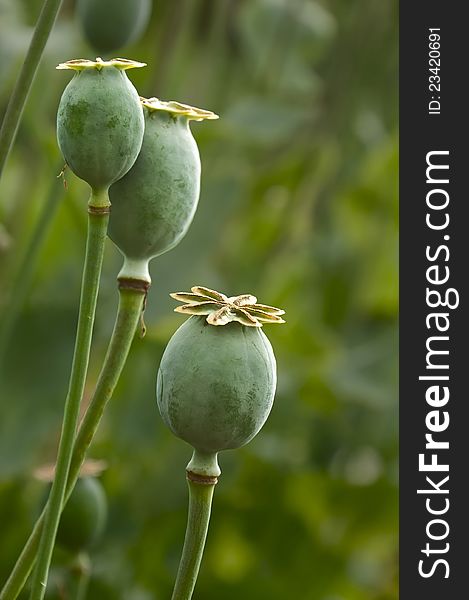 Group of heads of the ripened garden poppy