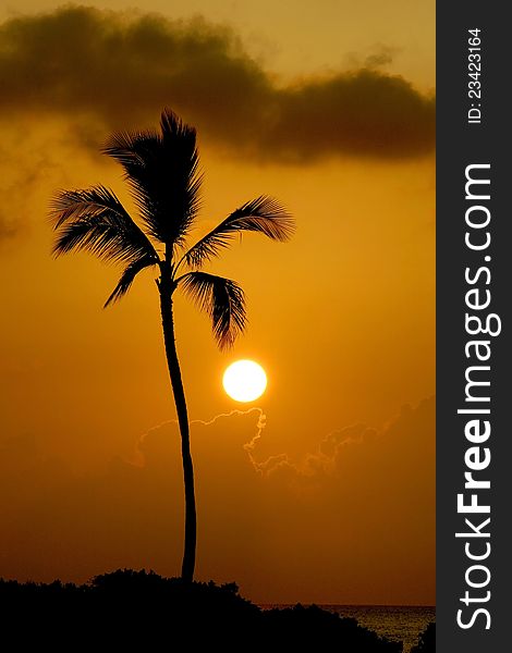 Palm tree silhouette with an orange sky sunset. Palm tree silhouette with an orange sky sunset