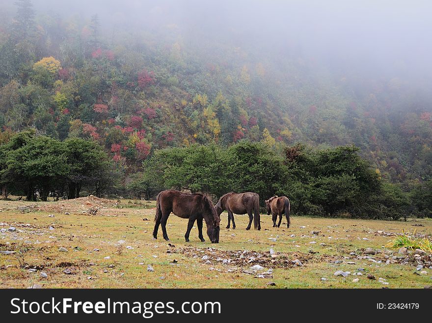In the foggy morning,three horses are walking in the forest of Shangrila,Yunnan,China. In the foggy morning,three horses are walking in the forest of Shangrila,Yunnan,China.