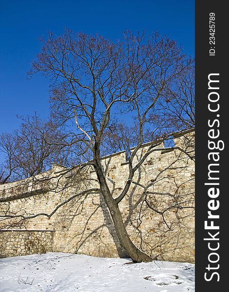 Sink tree in winter, a tree growing on a stone wall, a tree in a sunny day, a tree with blue sky, snow on tree