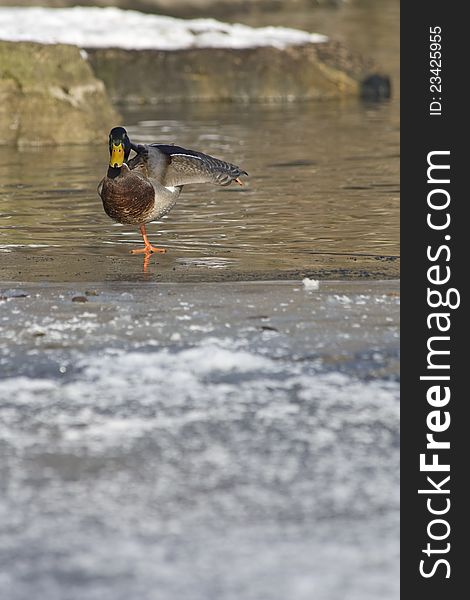 Duck leg stretches, duck standing on one leg, standing on ice Duck, Duck, and sunny day, the duck pond, duck in the wild. Duck leg stretches, duck standing on one leg, standing on ice Duck, Duck, and sunny day, the duck pond, duck in the wild