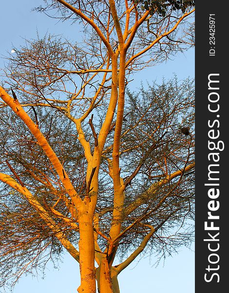 African Fauna - orange tree in Kenya