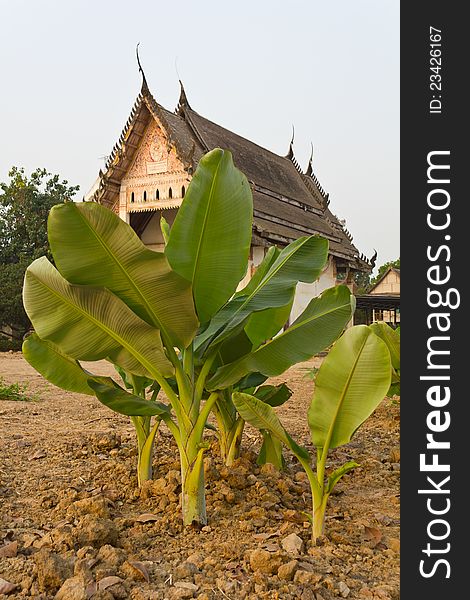 Banana trees are grown and old Buddhist church. Banana trees are grown and old Buddhist church.