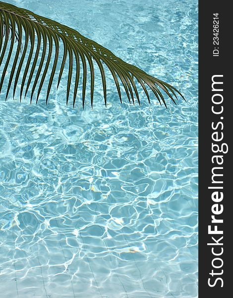 Close up of palm leaf over Caribbean waters. Close up of palm leaf over Caribbean waters