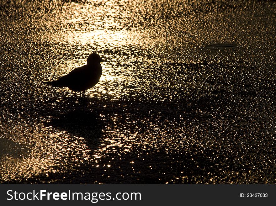 Standing on ice bird, the bird at sunset, silhouette gull backlit, shimmering water surface, reflections of the sun on frozen river. Standing on ice bird, the bird at sunset, silhouette gull backlit, shimmering water surface, reflections of the sun on frozen river