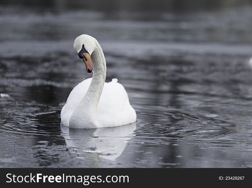 Swan at the icy pond in the spring.