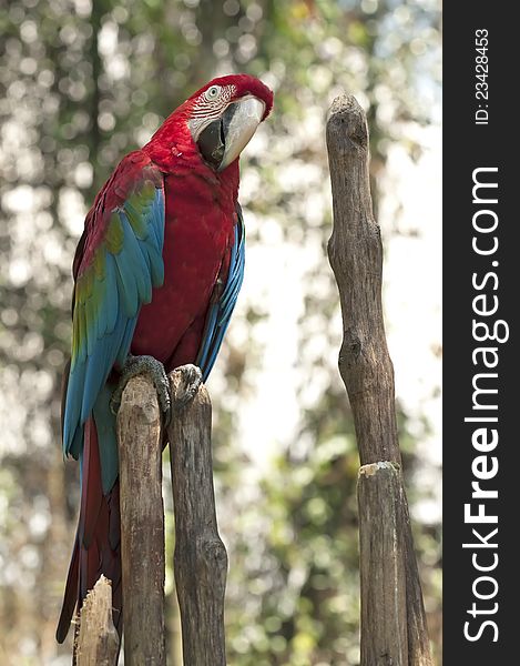 A red and green Macaw (Ara chloropterus), also known as the Green-winged Macaw.