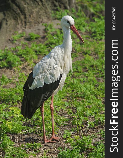 White stork standing on the grass