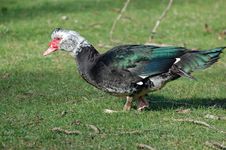 Muscovy Duck Stock Photos