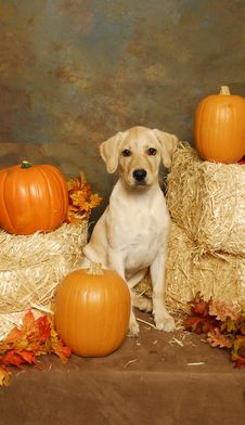 A Yellow Lab With Hay Bales And Pumkins Stock Image A Yellow Lab With Hay Bales And Pumkins Stock Image