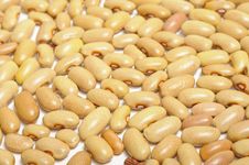 Kidney Beans Royalty Free Stock Photography Kidney Beans Royalty Free Stock Photography