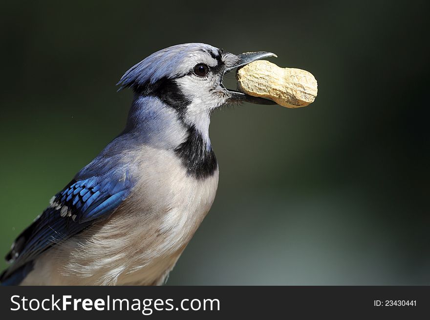 A close-up of a blue jay with a peanut in his beak with a green background. A close-up of a blue jay with a peanut in his beak with a green background.