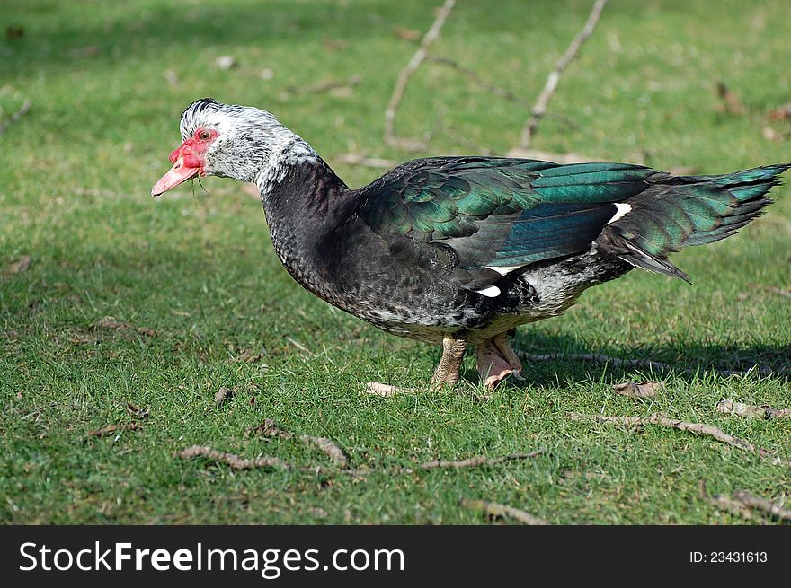 A Muscovy duck against a green background.