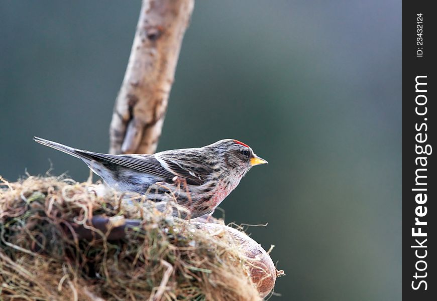 Red-poll In Nestle